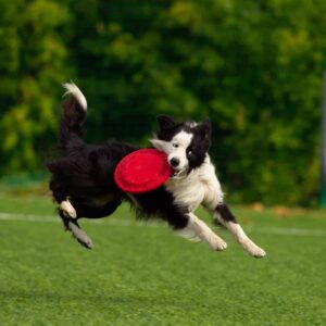 Speciální hry pro vztah člověka a psa a pro změny chování