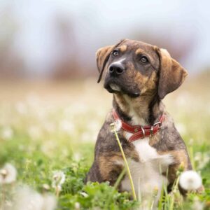 Základy profesionálního vystavování psů