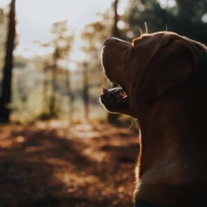 Nežádoucí lovecké chování a útěky