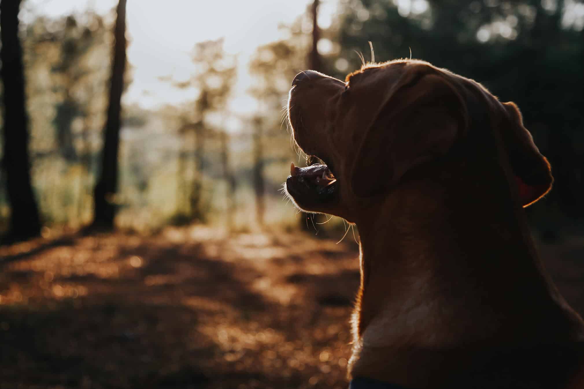 Nežádoucí lovecké chování a útěky