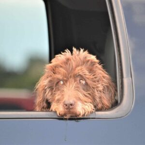 Agrese, strach a stres u psů - "původní verze"