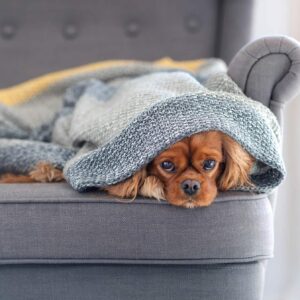 Separační úzkost u psů