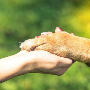 Hry na vycházku aneb budování vztahu se psem