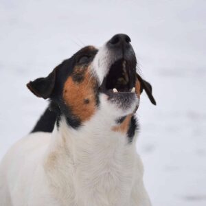 Jak řešit nežádoucí štěkání pozitivně