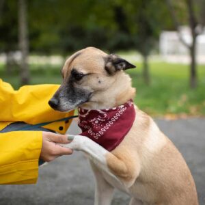 Jak na spolehlivou poslušnost pozitivně