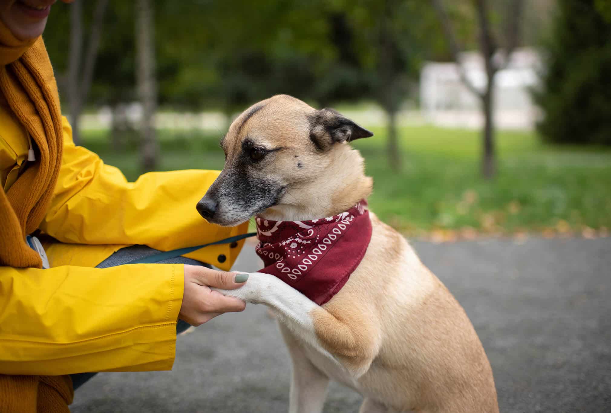 Jak na spolehlivou poslušnost pozitivně