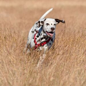 Problémové chování psů