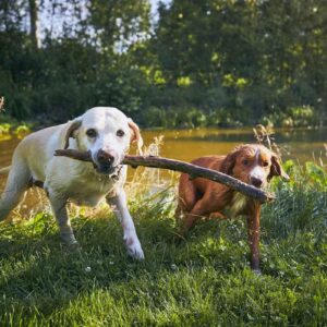 Megabalík povídání o psech