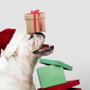 Dárkový poukaz psiuniverzita.cz - na nákup videokurzu