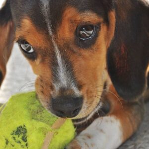 Hyperaktivita a reaktivita psů