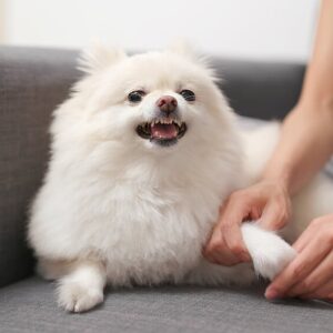 Agrese, strach a stres u psů - "Nová, rozšířená verze"