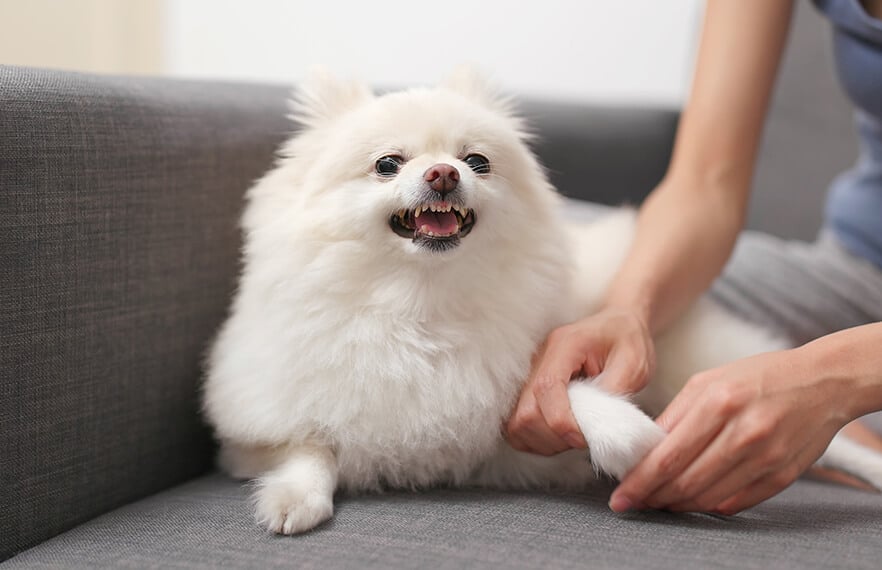 Agrese a stres u psa