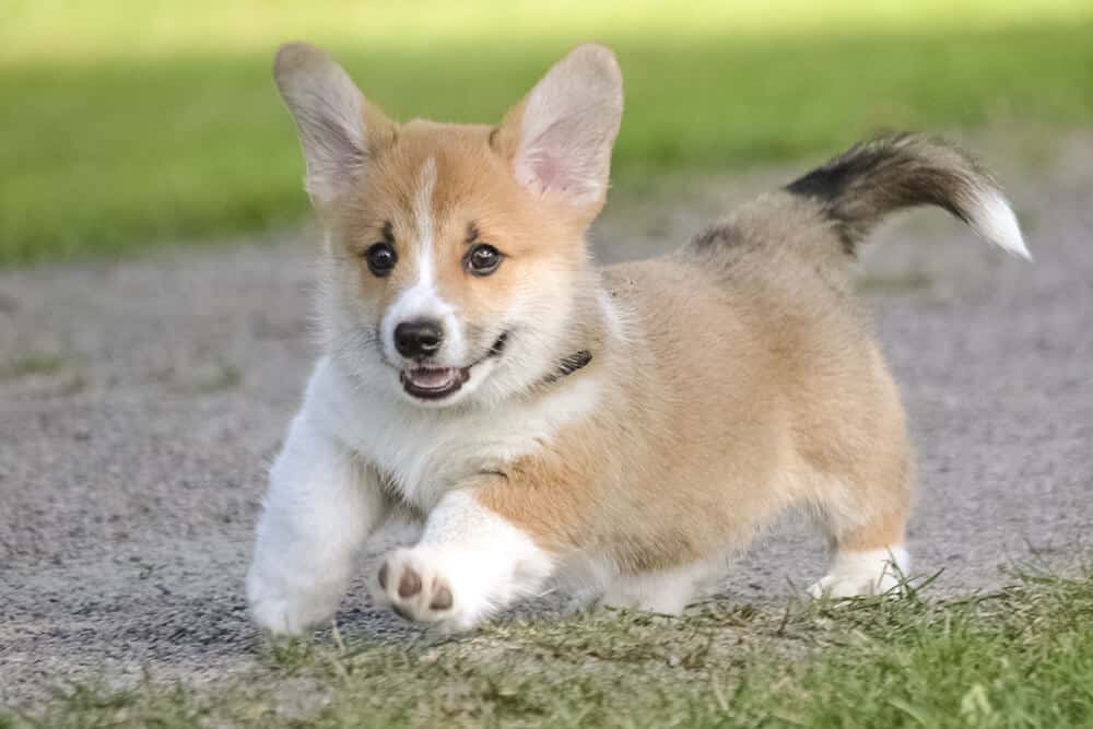 Celý život štěnětem